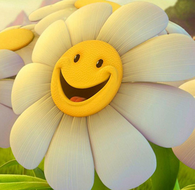 It is a very cute smiley face of sun flower . In the morning, it smile ...
